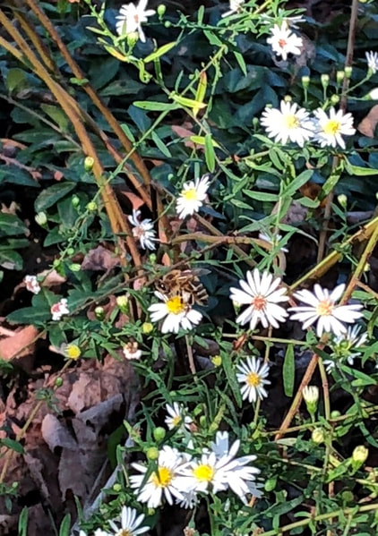 Woodland Aster with Honey Bee